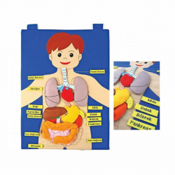 Mey İthalat® AND-5120 CIRTLI VÜCUDUMUZ PANO