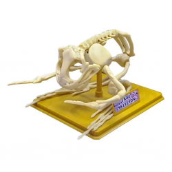 Mey İthalat® Kurbağa İskeleti Bilim Seti