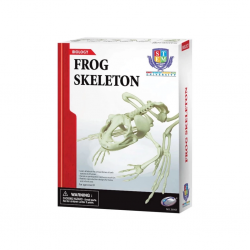 Mey İthalat® Kurbağa İskeleti Bilim Seti