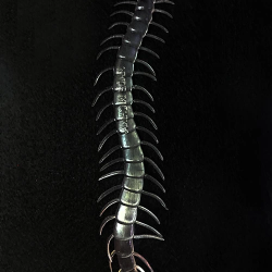 Mey İthalat® Şeffaf Renk Karanlıkta Parlayan Fosforlu Kırkayak 13 cm 1 Adet