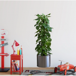 Mey İthalat® NessiWorld Saksılı Bitki Tasarımlı Yapışkanlı Sticker Resim 90*30 cm MC-665