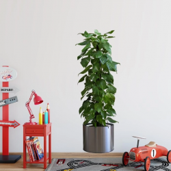 Mey İthalat® NessiWorld Saksılı Bitki Tasarımlı Yapışkanlı Sticker Resim 90*30 cm MC-665