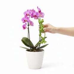 Mey İthalat®  Kurbağa Şeklinde Bitki Sabitleyici – Bahçe ve İç Mekan Bitkileri İçin Dal ve Gövde Destek Aparatı, Çok Amaçlı Bitki Tutucu Klips