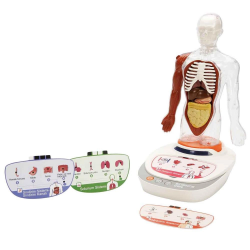 Mey İthalat® S00005280 BİLİM SET İNSAN VÜCUDU MODELİ 23PRÇ