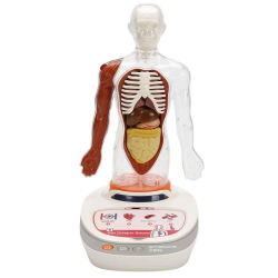 Mey İthalat® S00005280 BİLİM SET İNSAN VÜCUDU MODELİ 23PRÇ