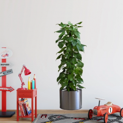 Mey İthalat® Saksılı Bitki Tasarımlı Yapışkanlı Sticker Resim 90*30 cm MC-665