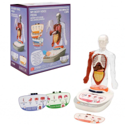 Mey İthalat® Sesli İnsan Vücudu Modeli Bilim Seti